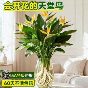 天堂鸟水培植物室内好养无土纯水培绿植盆栽花卉办公室桌面鹤望兰