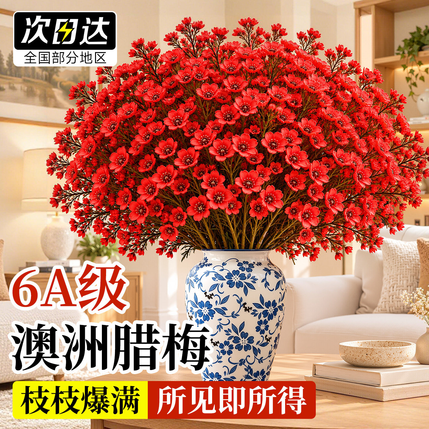 澳洲腊梅鲜切花水培植物鲜花云南基地直发室内家用花卉插花年宵花