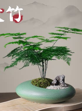 文竹盆栽桌面禅意盆景