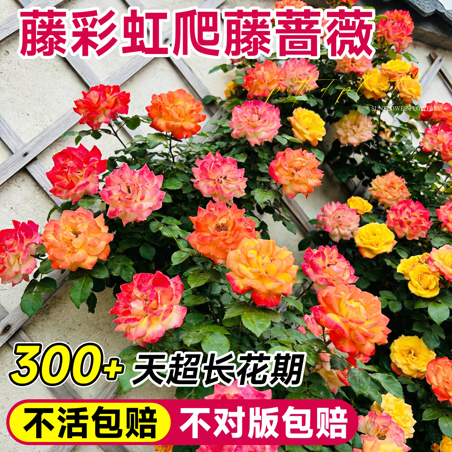 蔷薇花苗藤本月季爬藤植物花卉大全盆栽鲜花四季开花特大号树苗图片