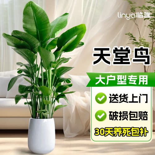 天堂鸟大户型客厅办公室