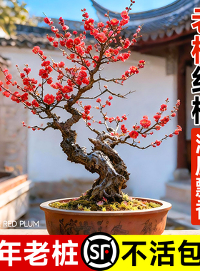 红梅花盆栽腊梅树苗老桩盆景室内外阳台花卉庭院地栽四季耐寒植物