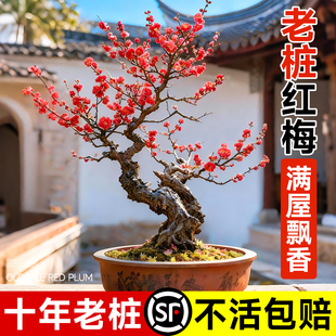 红梅花盆栽腊梅树苗老桩盆景室内外阳台花卉庭院地栽四季耐寒植物