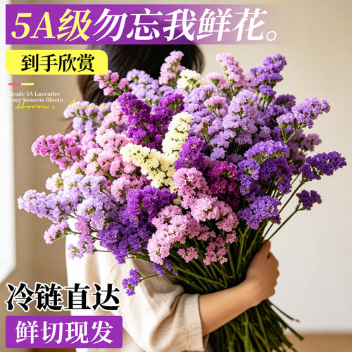 云南鲜花满天星勿忘我天然干花