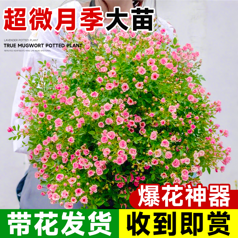 超微月季花盆栽带花四季大苗开花