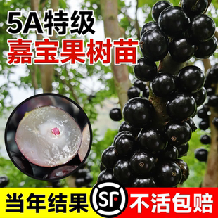 嘉宝果苗树果苗树葡萄正宗沙巴艾斯卡果树南北方四季庭院种植盆栽