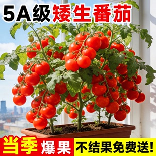 矮生番茄苗秧盆栽西红柿千禧小圣女果蔬菜苗种子四季水果阳台种植