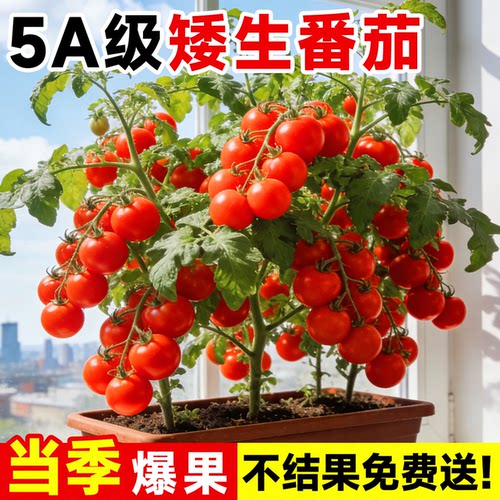 【30天爆果】5A级矮生小番茄