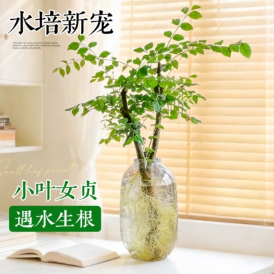 小叶女贞水培植物老桩造型树苗室内好养活四季常青旺宅风水鲜切枝