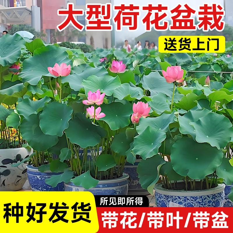 观赏荷花盆栽水培带花苞鱼缸造景荷花成品苗莲花水培池塘水生植物