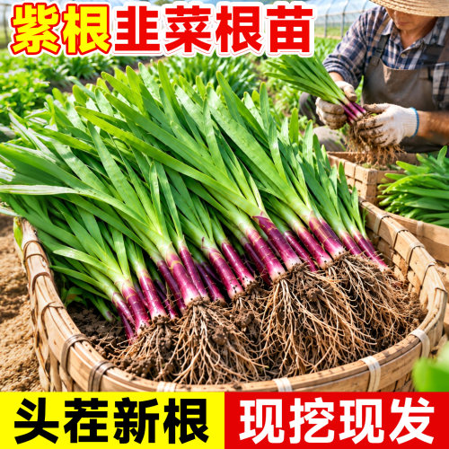 紫根韭菜根苗四季带土现挖批发