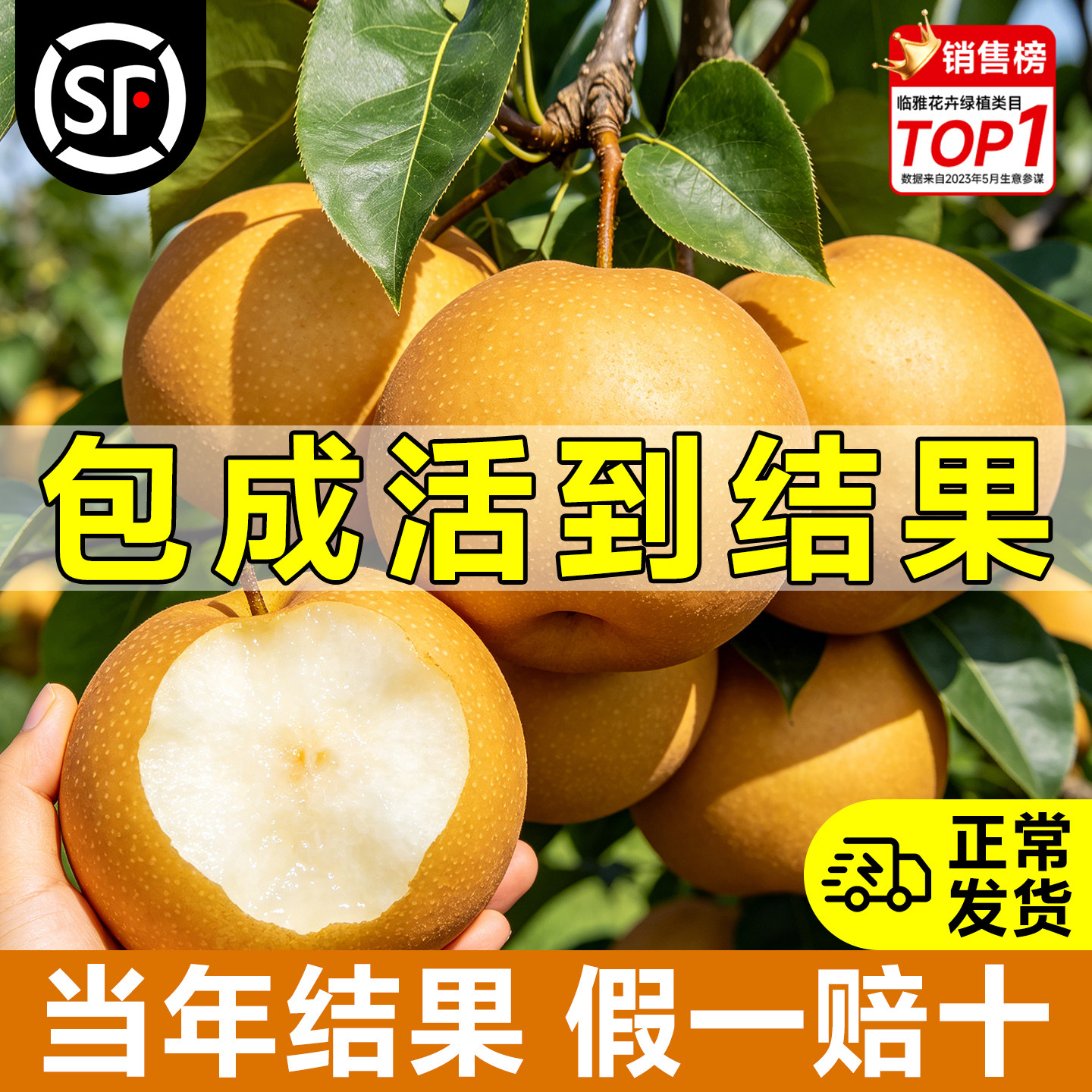 正宗秋月梨树果苗嫁接沙梨树果树庭院地栽南北方种植盆栽当年结果 - 实物图