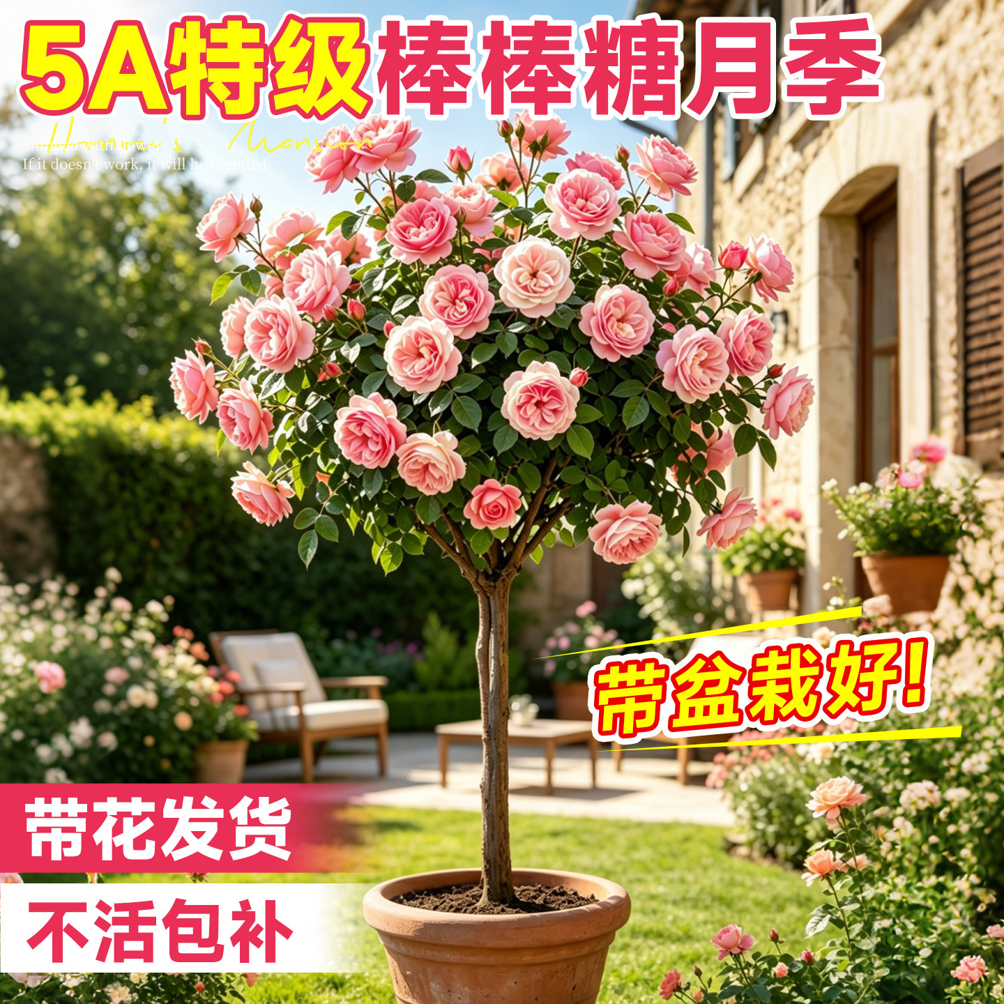 粉龙沙宝石棒棒糖月季树桩四季开花盆栽特大花高杆带花苞树苗多色