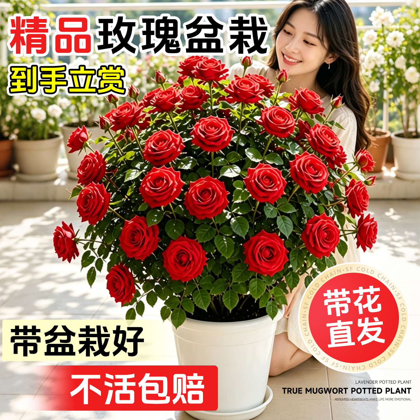 5A玫瑰花盆栽带花发不活包补图片