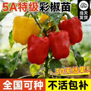 彩椒苗盆栽特大高产辣椒苗甜椒灯笼椒太空椒秧苗蔬菜苗高产四季