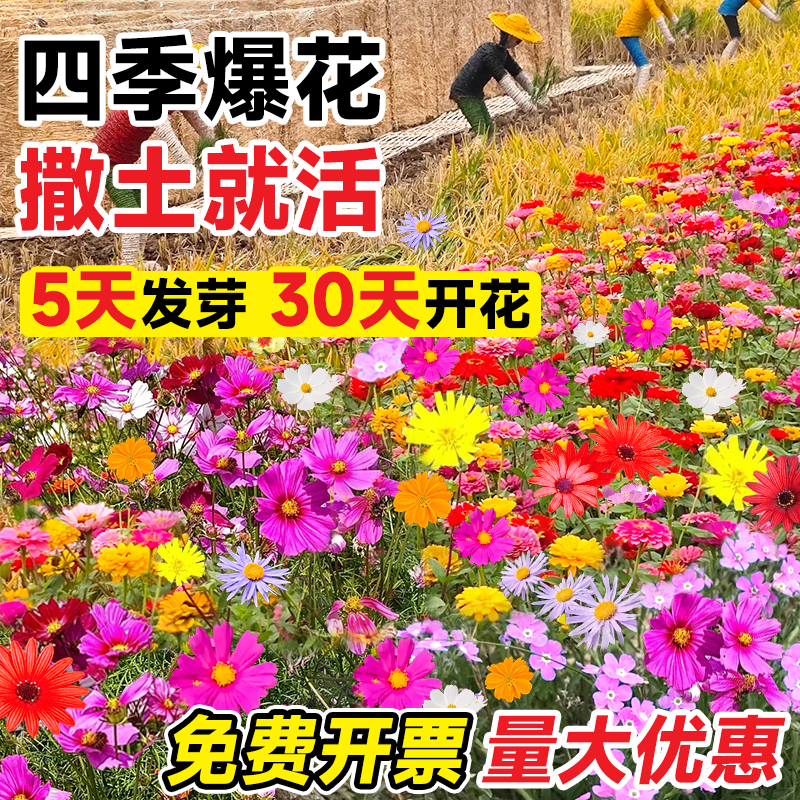 野花组合花种子四季播种开花