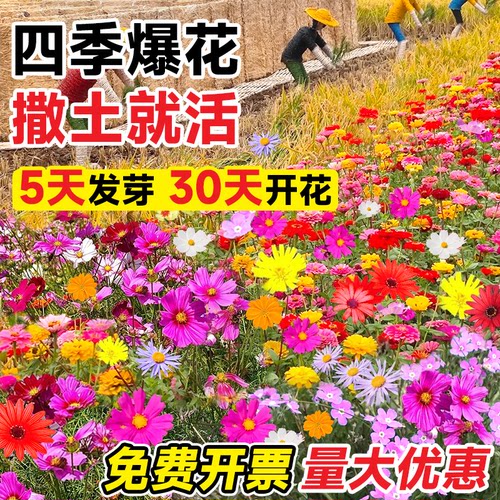 野花组合花种子四季播种开花