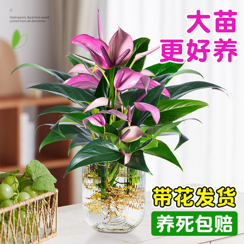 浇水1分钟管够20天水培干净好养