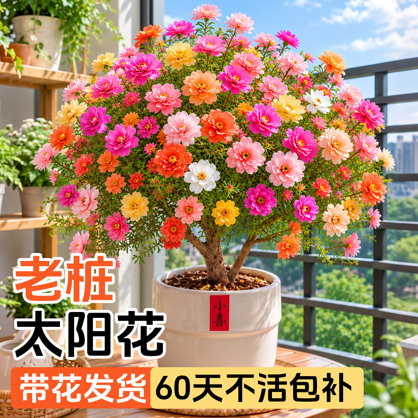 【不活包补】老桩太阳花图片
