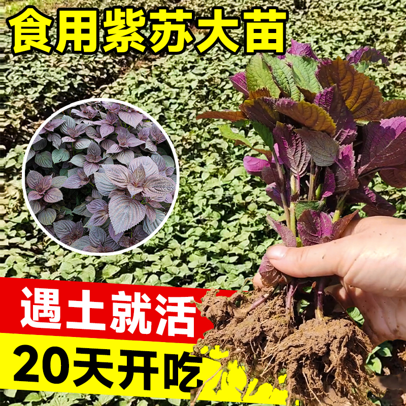 大叶紫苏苗盆栽双面红可食用树苗秋季种植阳台蔬菜苗秧苗四季薄荷 鲜花速递/花卉仿真/绿植园艺 绿植 原图主图