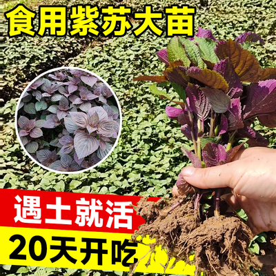 【万能香料】大叶紫苏苗四季高产