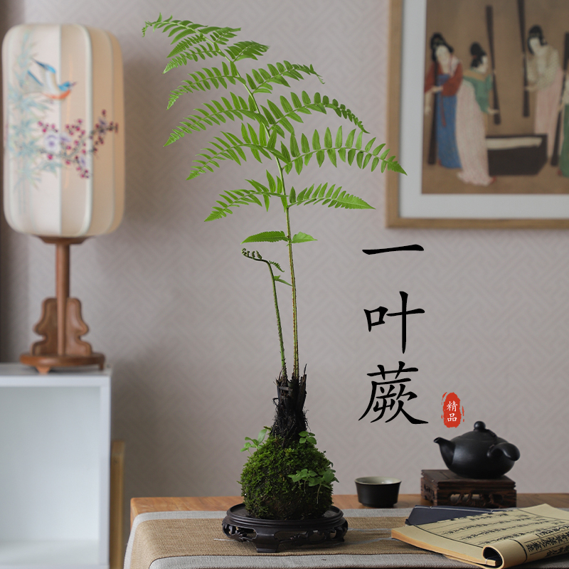 一叶蕨蕨类水培植物办公室内绿植盆栽好养红磷苔藓球茶桌禅意盆景