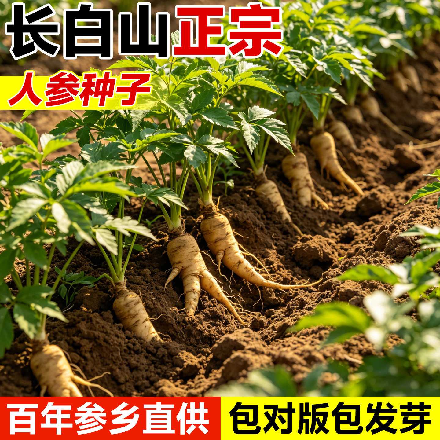 人参种子正品长白山野山参种籽中草药材种孑大全四级阳台庭院种植