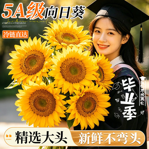 向日葵鲜花花期超长云南基地直发
