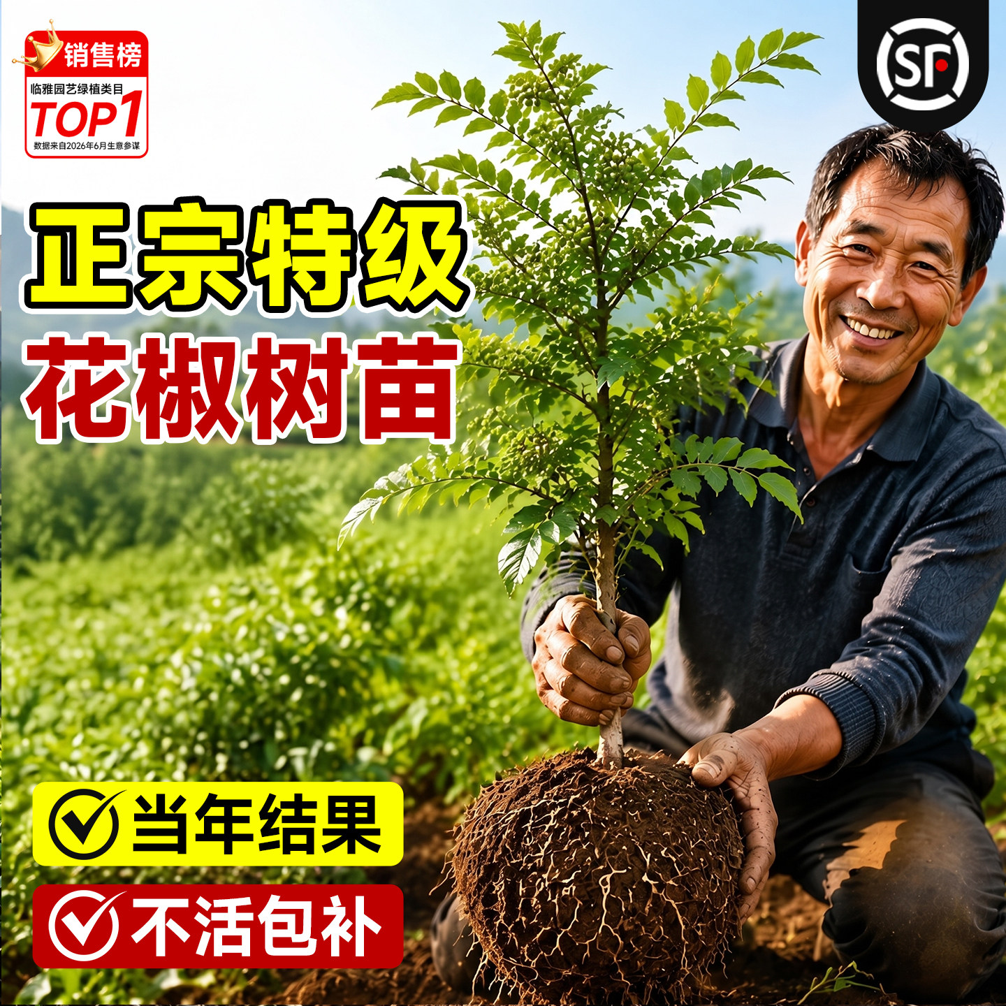 【当年爆果】5A特级花椒树苗包活图片