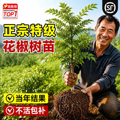 【当年爆果】5A特级花椒树苗包活
