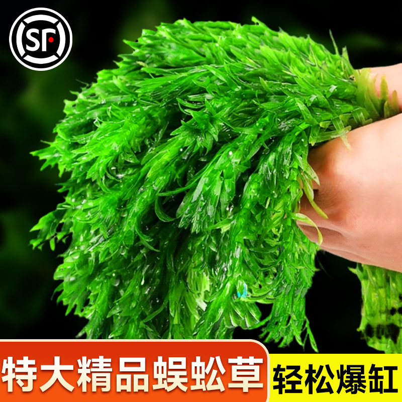 蜈蚣草绿菊浮萍水草新手阴性有茎