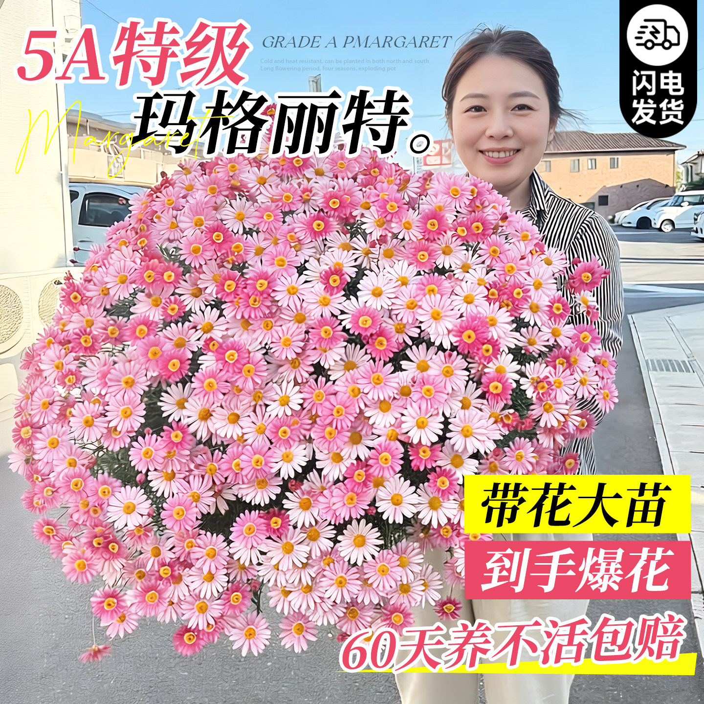 玛格丽特小雏菊糖果带花盆栽菊花室外阳台花园好养活四季花卉植物