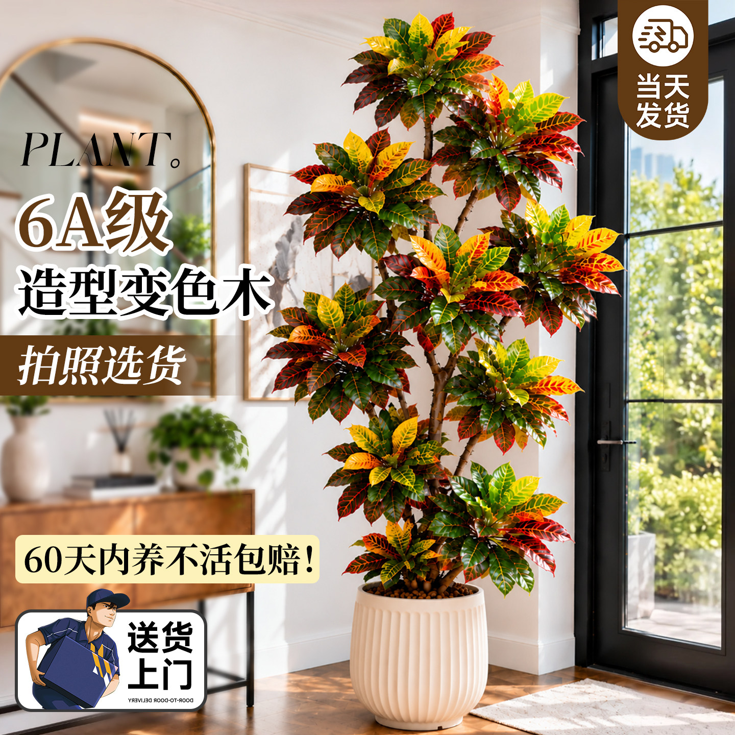 造型变色木盆栽高级感客厅绿植图片