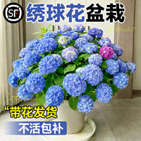 绣球花盆栽带花发不活不对版包赔