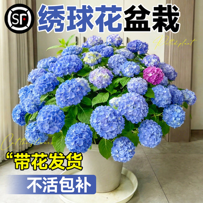 绣球花盆栽带花发不活不对版包赔