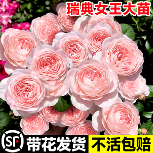 花盆栽大苗可爬藤灌木蔷薇阳台庭院四季 瑞典女王月季 植物玫瑰花卉