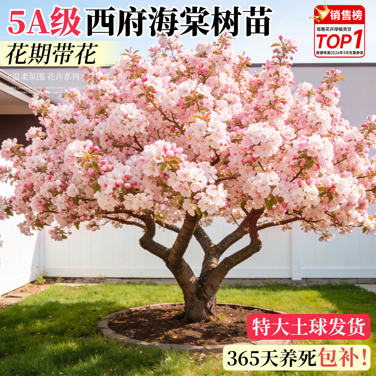西府海棠树苗庭院地栽大树北美垂丝海棠花卉四季种植耐寒开花植物