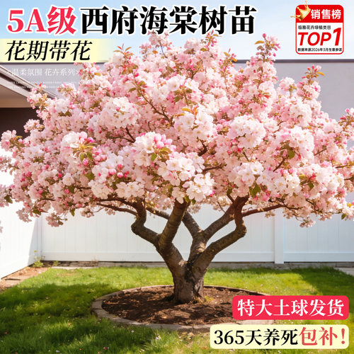 【5A特级】海棠花树苗包成活对版