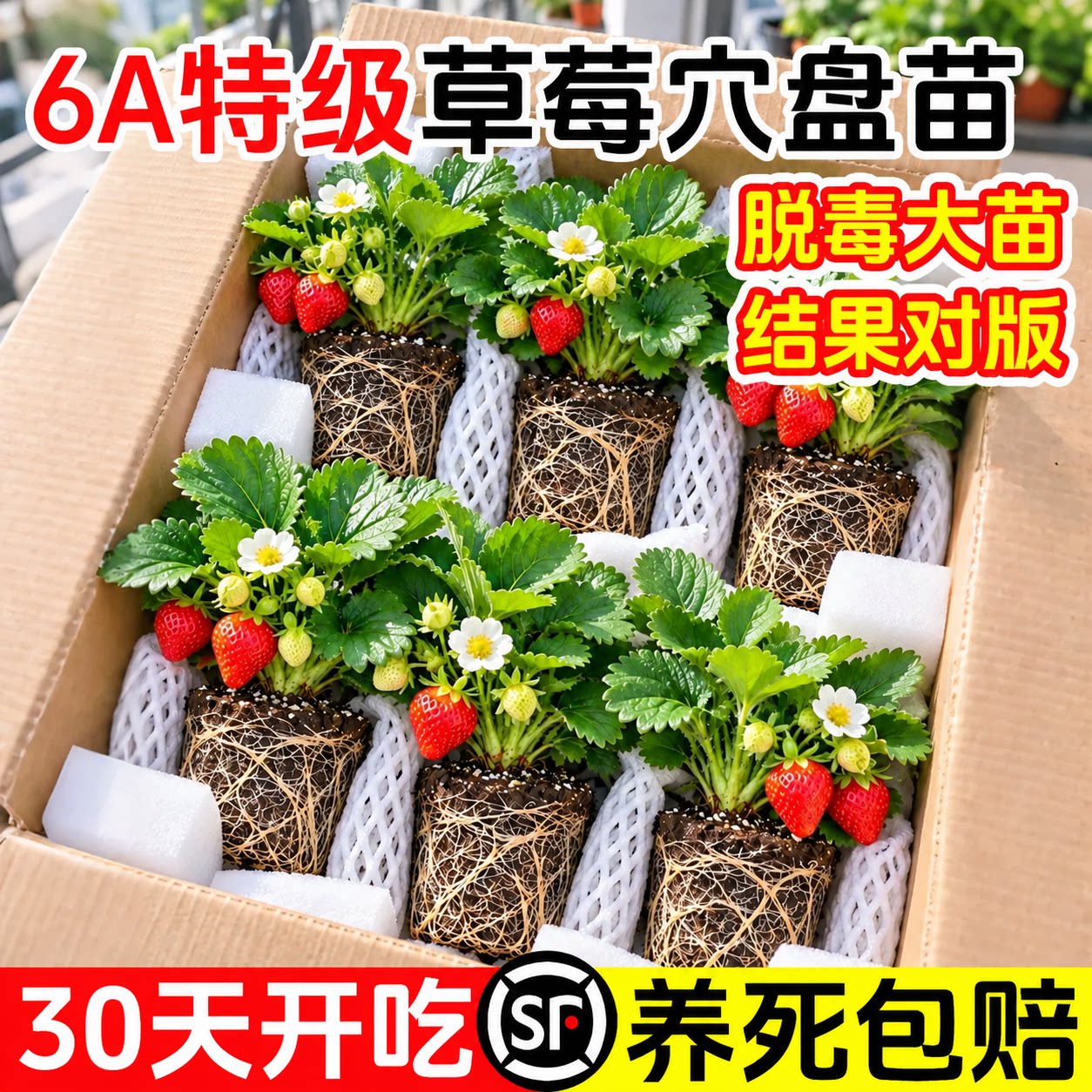 草莓苗秧穴盘苗四季结果苗奶油玄玉脱毒高产盆栽成活率高阳台种植