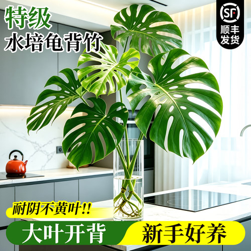 【开背大叶】水培龟背竹闪电发货