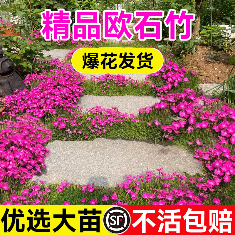 欧石竹花苗批发室外耐寒耐热带花发货植物花期长好养庭院草坪花卉
