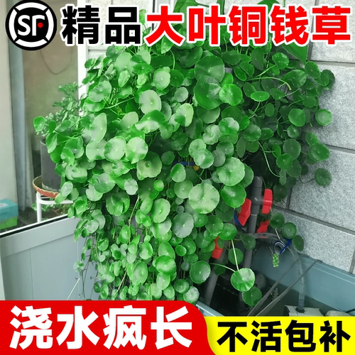 【精品】大叶铜钱草水培土培植物