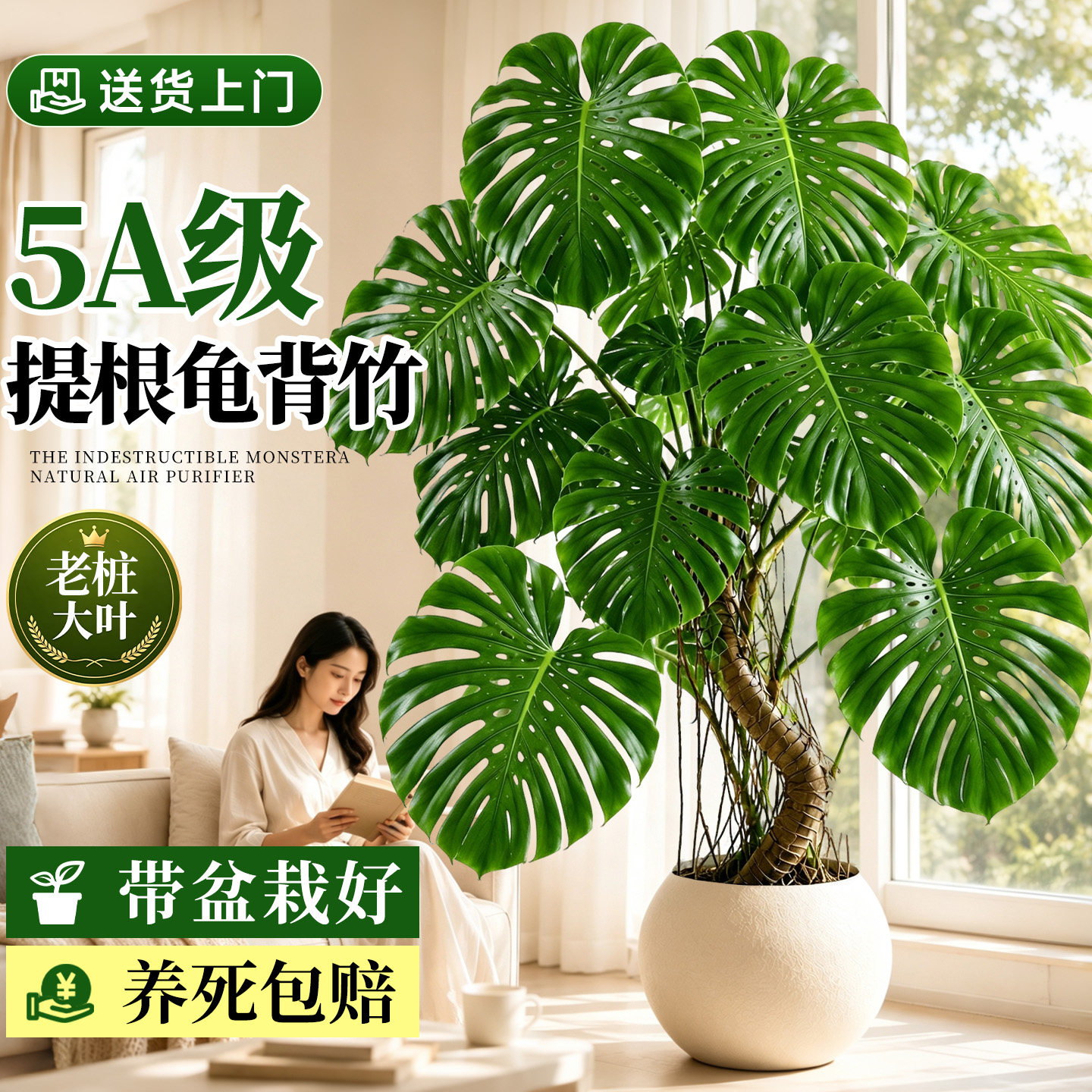大叶龟背竹老桩盆栽高端绿植图片
