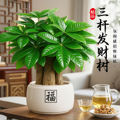 发财树盆栽招财旺宅绿植