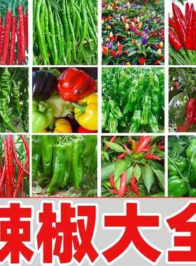 薄皮螺丝辣椒种子小米辣椒种籽牛角羊角春播四季高产盆栽蔬菜种孑