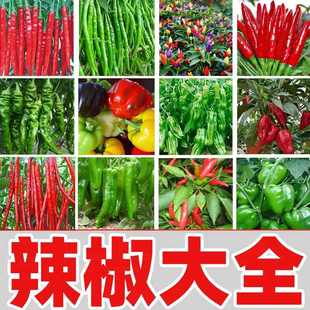 薄皮螺丝辣椒种子小米辣椒种籽牛角羊角春播四季高产盆栽蔬菜种孑
