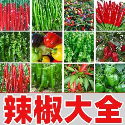 高产辣椒种子大全抗病性强省心