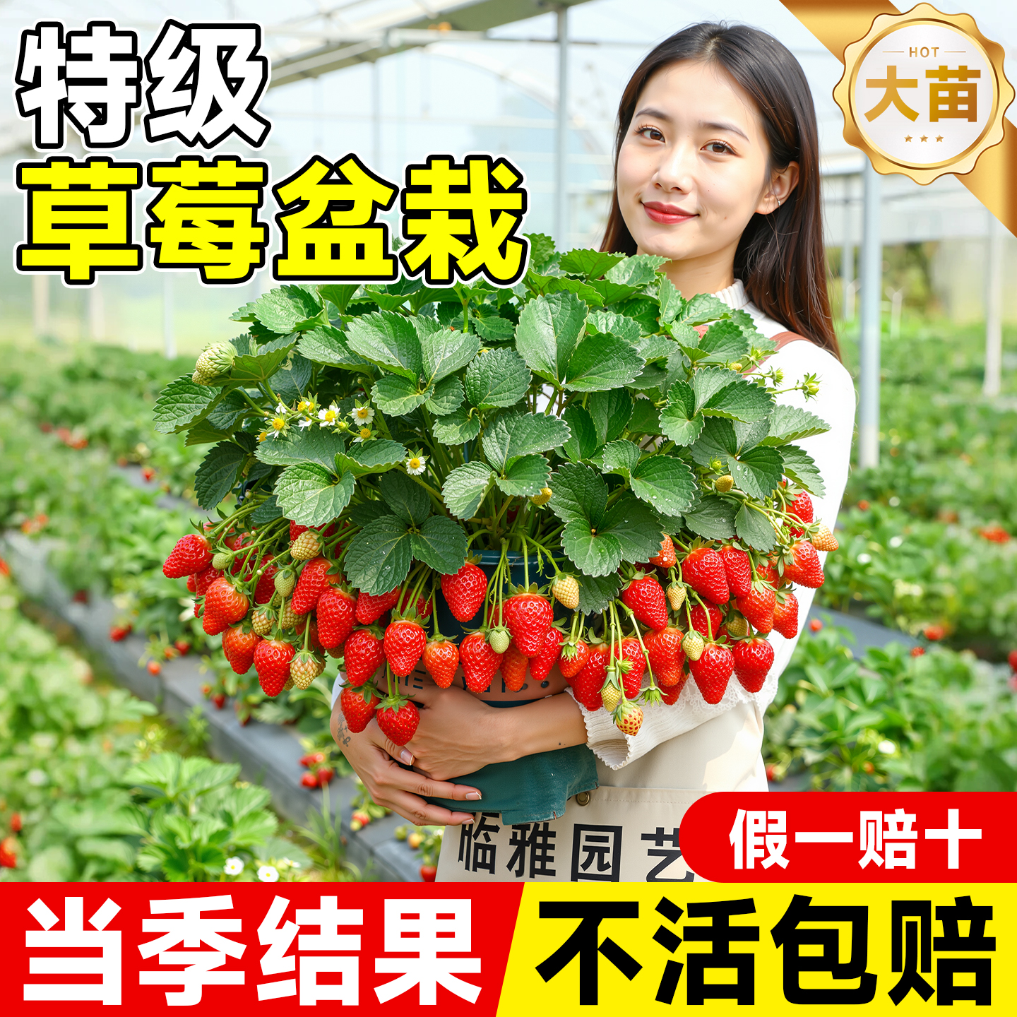 【当季结果】特级草莓大苗