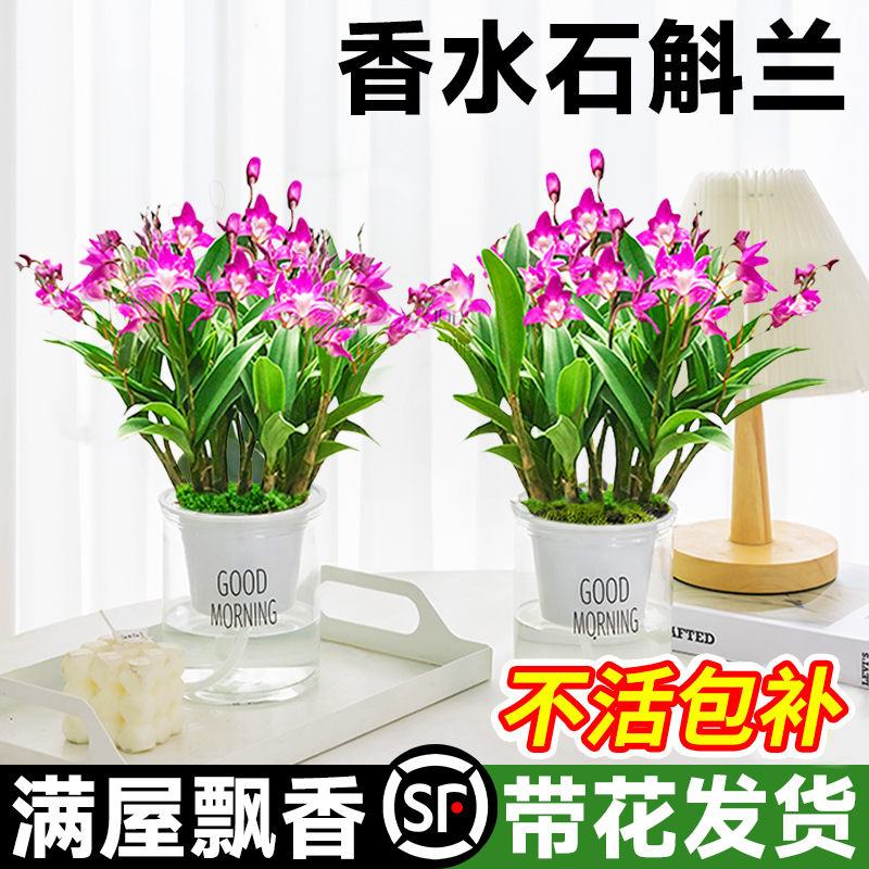 泼墨香水石斛兰盆栽带花苞室内阳台水养绿植物浓香型四季花卉好养