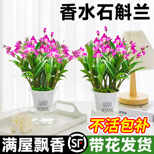 泼墨香水石斛兰盆栽带花苞室内阳台水培绿植物浓香型四季花卉好养